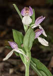 Showy orchis <BR>Showy orchid